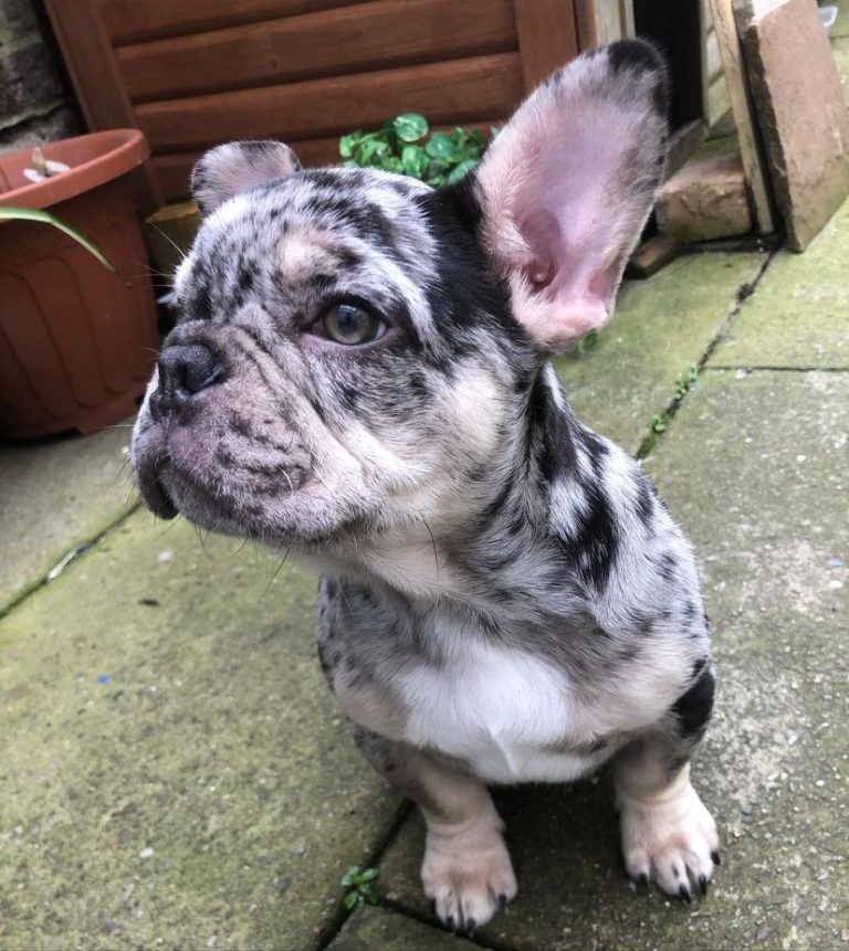 French Bulldogs For Sale