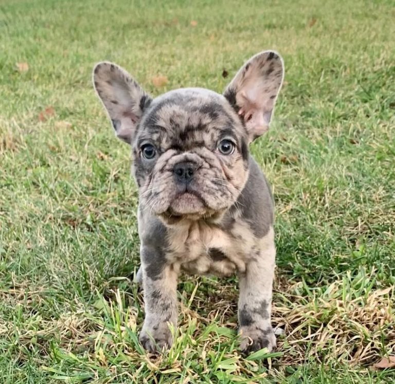 French Bulldogs For Sale