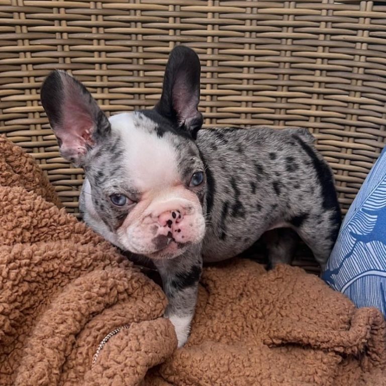 French Bulldogs For Sale
