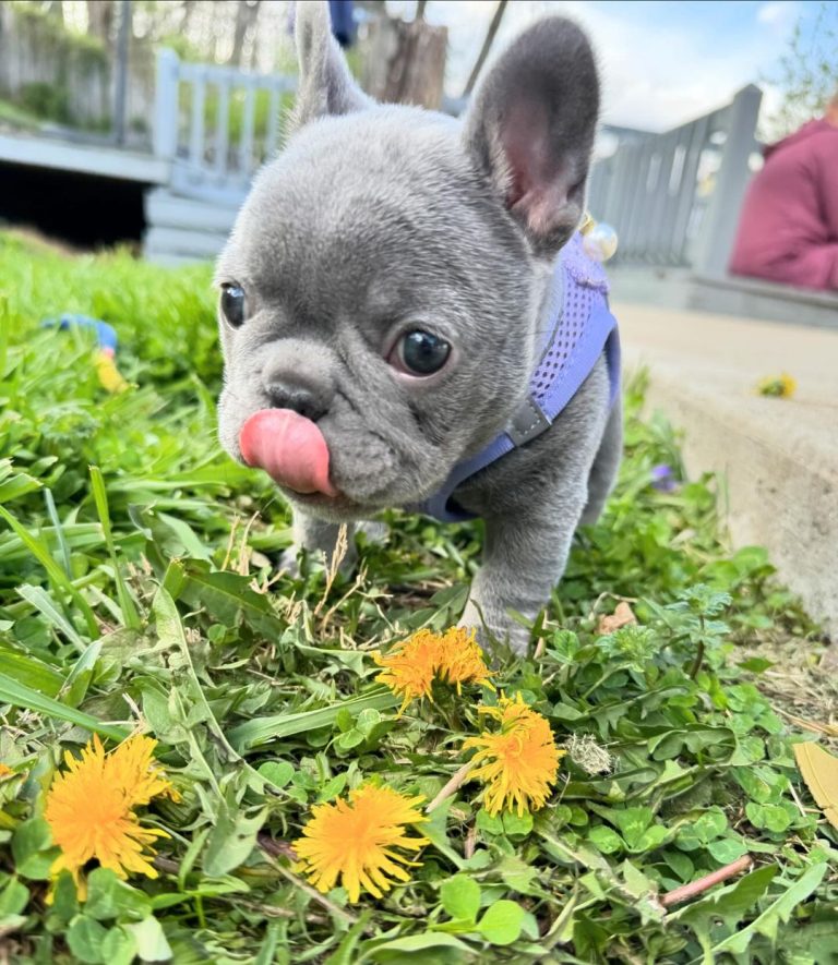 French Bulldogs For Sale