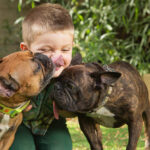 French Bulldogs For Sale