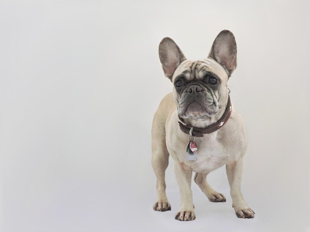 French Bulldogs For Sale