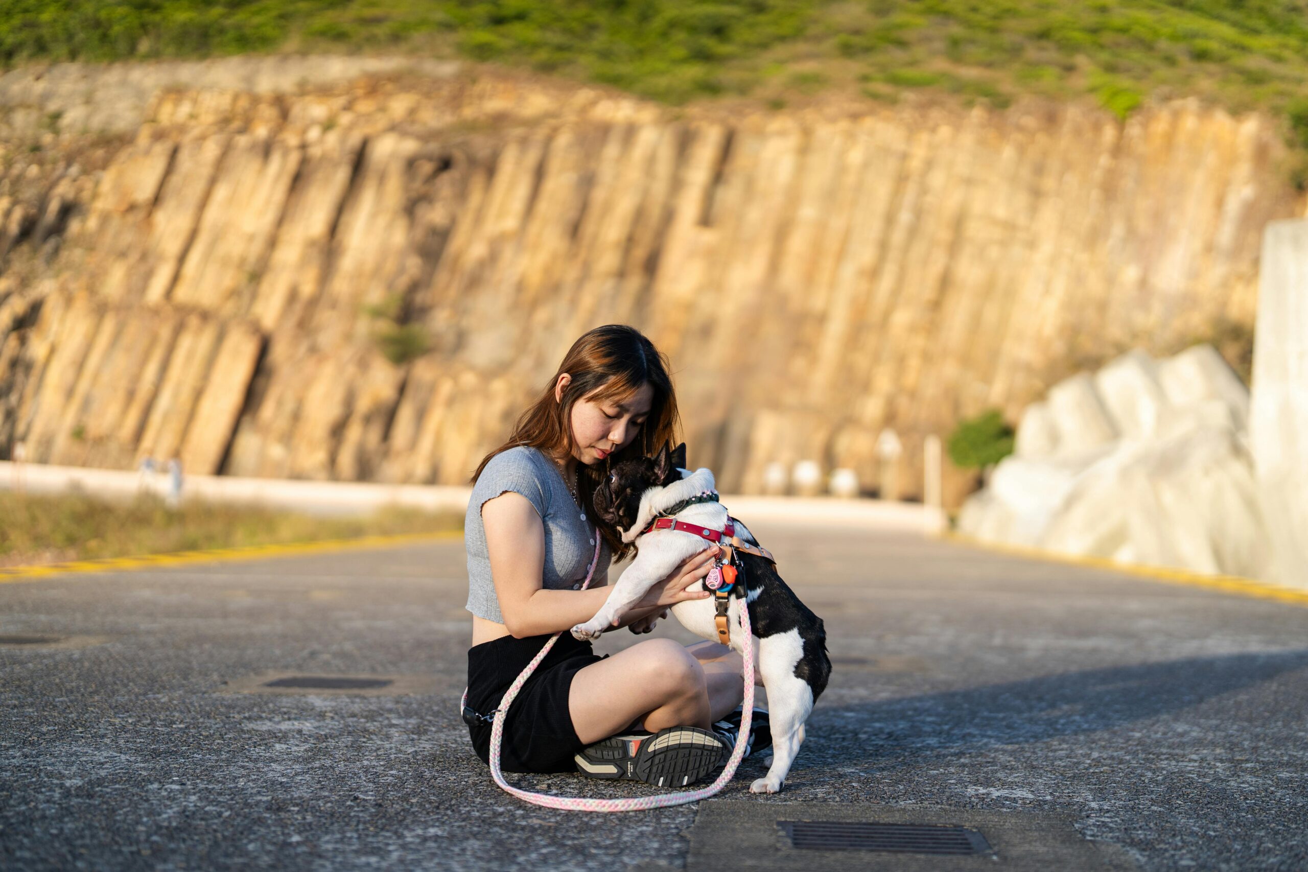 French Bulldogs For Sale