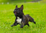French Bulldogs For Sale