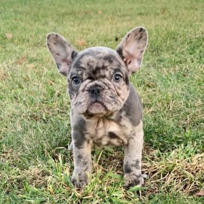 French Bulldogs For Sale
