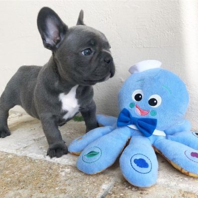 French Bulldogs For Sale