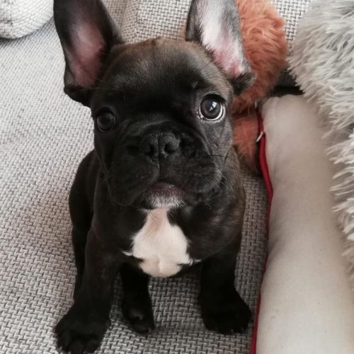 French Bulldogs For Sale