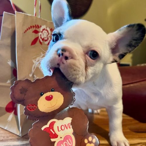 French Bulldogs For Sale