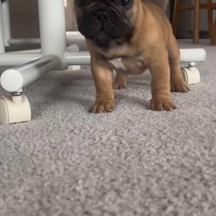 French Bulldogs For Sale