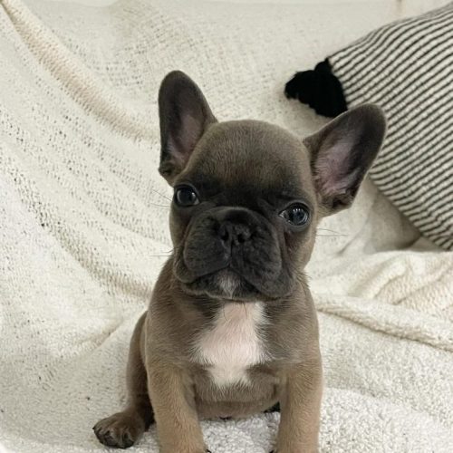 French Bulldogs For Sale