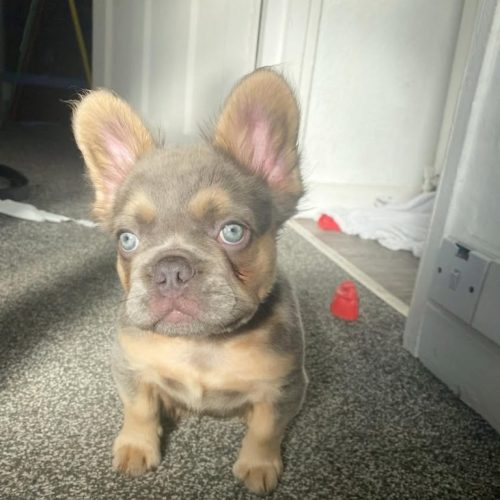 French Bulldogs For Sale