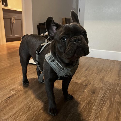 French Bulldogs For Sale