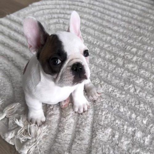 French Bulldogs For Sale