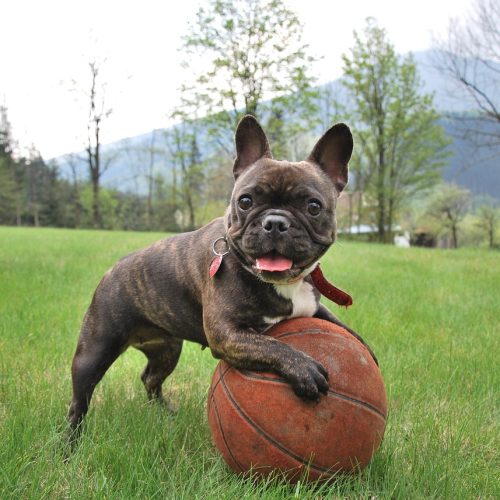 French Bulldogs For Sale