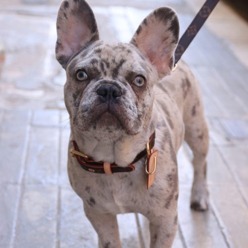 A cute French Bulldog on a leash stands attentively on a street in Malta.