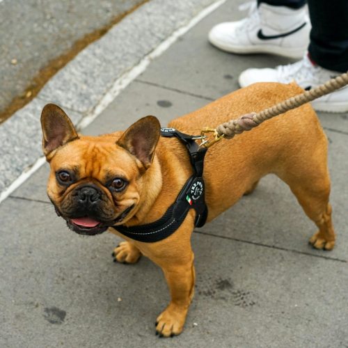 French Bulldogs For Sale